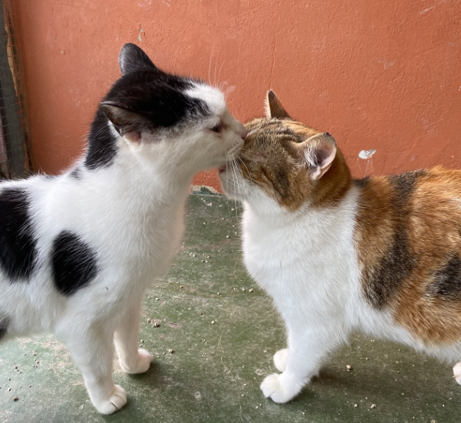 Captura de pantalla_FELINOS_2026-07-24 113809