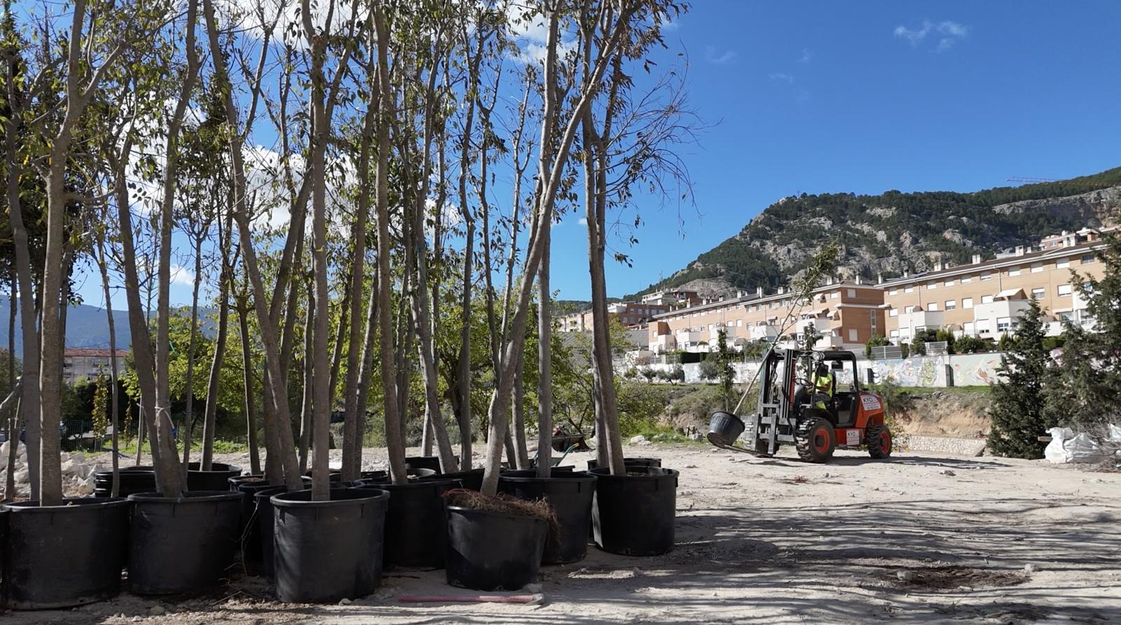 Arbres per a plantar en La Vaguada