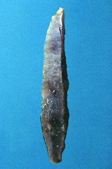 Laminita de borde abatido de sílex. Epipaleolítico microlaminar