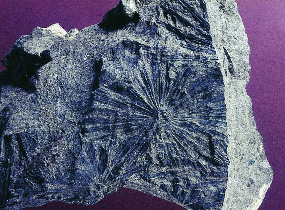 Annularia sp. Carbonífer