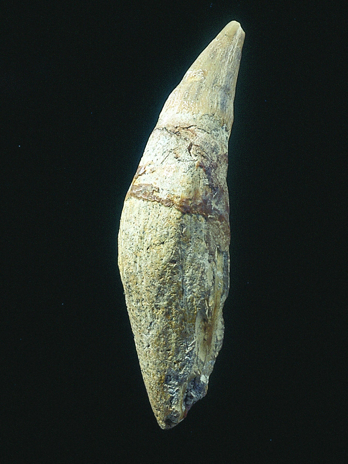 Scaldicetus grandis. Tortoniense