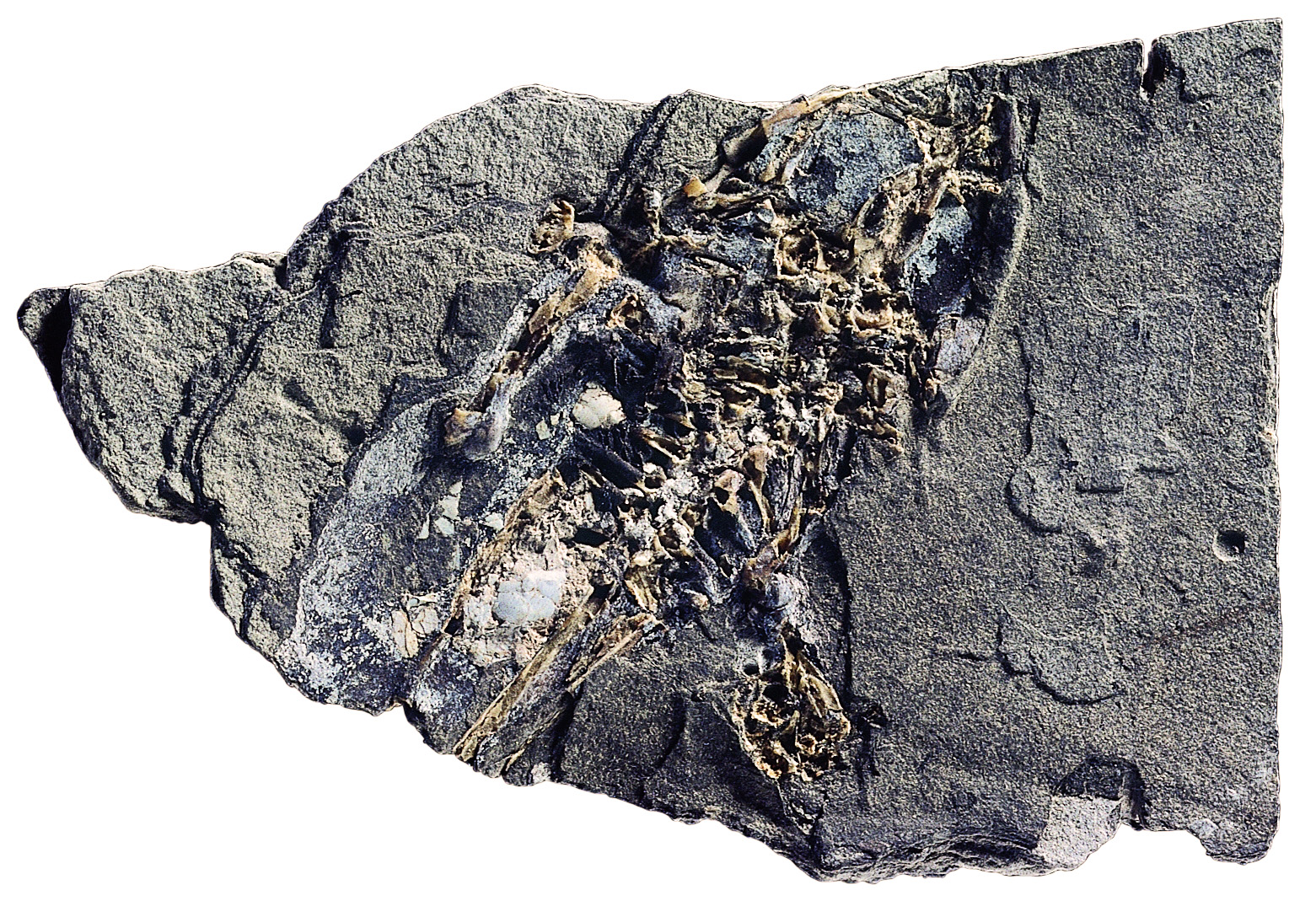 Rana pueyoi. Miocè superior