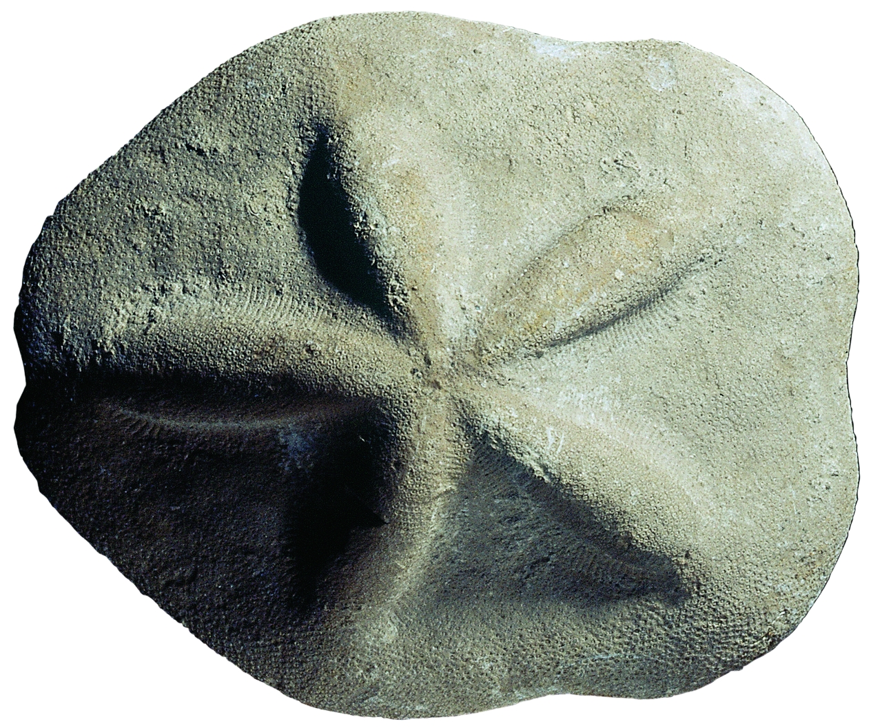 Clypeaster scillae. Miocè superior