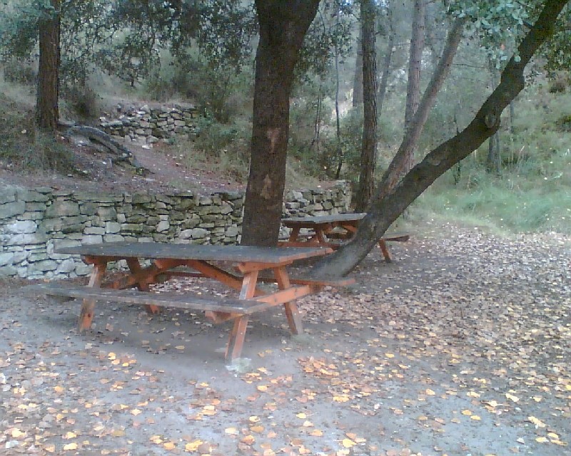 Dues taules rectangulars de fusta al costat dels arbres