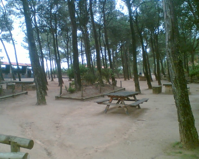 Taula i bancs al costat dels arbres i zona enjardinada