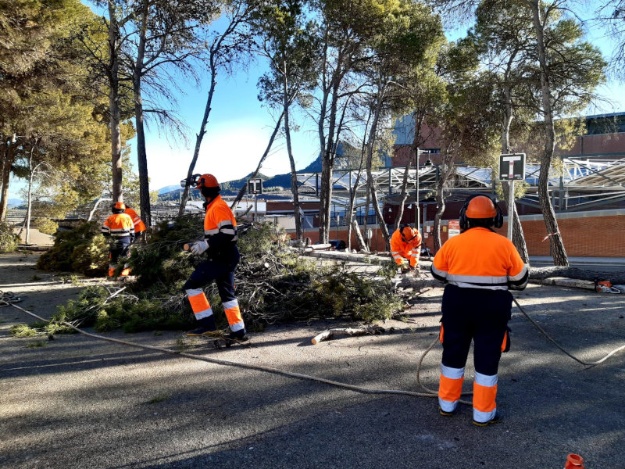 Brigada forestal podando pinos