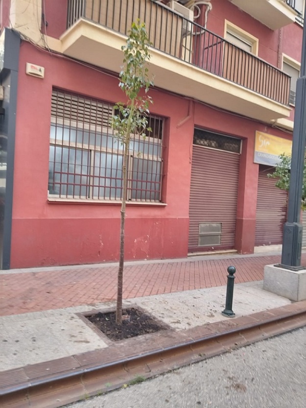 Alcornoque en la calle Músics Pérez Monllor