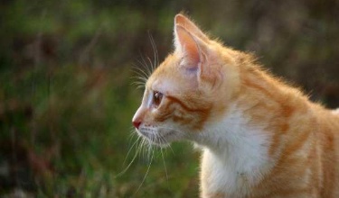 Primer plano de un gato