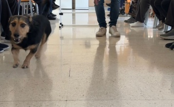 Gos ensinistrat passejant en el centre de majors entre els residents