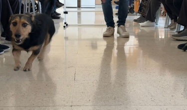 Perro adiestrado paseando en el centro de mayores entre los residentes