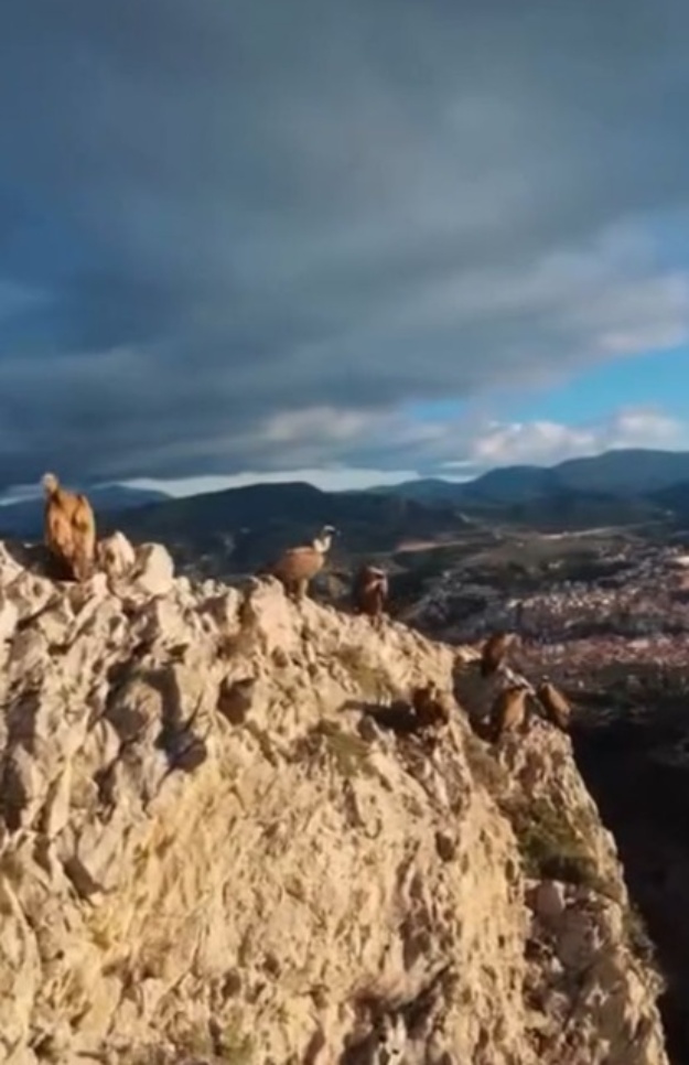 Captura del video grabado a los buitres que ya ha sido eliminado