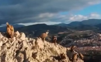 Captura del vídeo gravat als voltors que ja ha estat eliminat