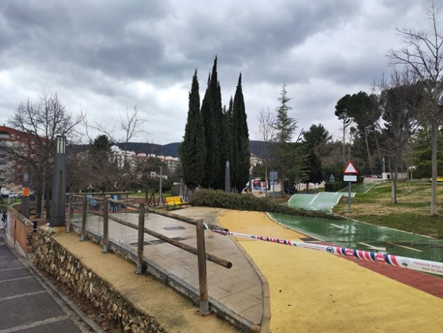 Xiprés caigut al parc d'El Romeral