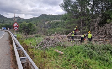 Els bombers de la muntanya retiren de manera preventiva un pi sec a la zona del Molinar pel risc de fortes ratxes de vent