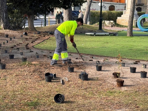 Operario trasplantando plantas jóvenes procedentes de pequeñas macetas en el paseo de Cervantes