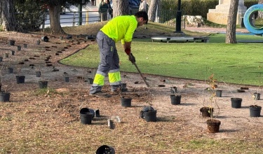 Operari trasplantant plantes joves procedents de xicotets tests en el passeig de Cervantes