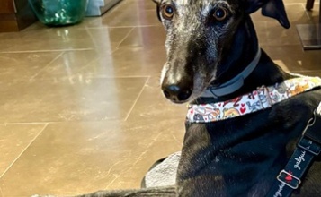 Gos gitat en un restaurant