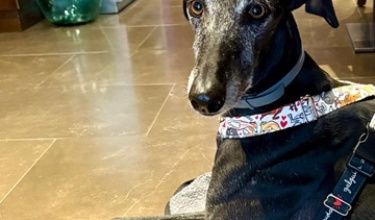 Gos gitat en un restaurant