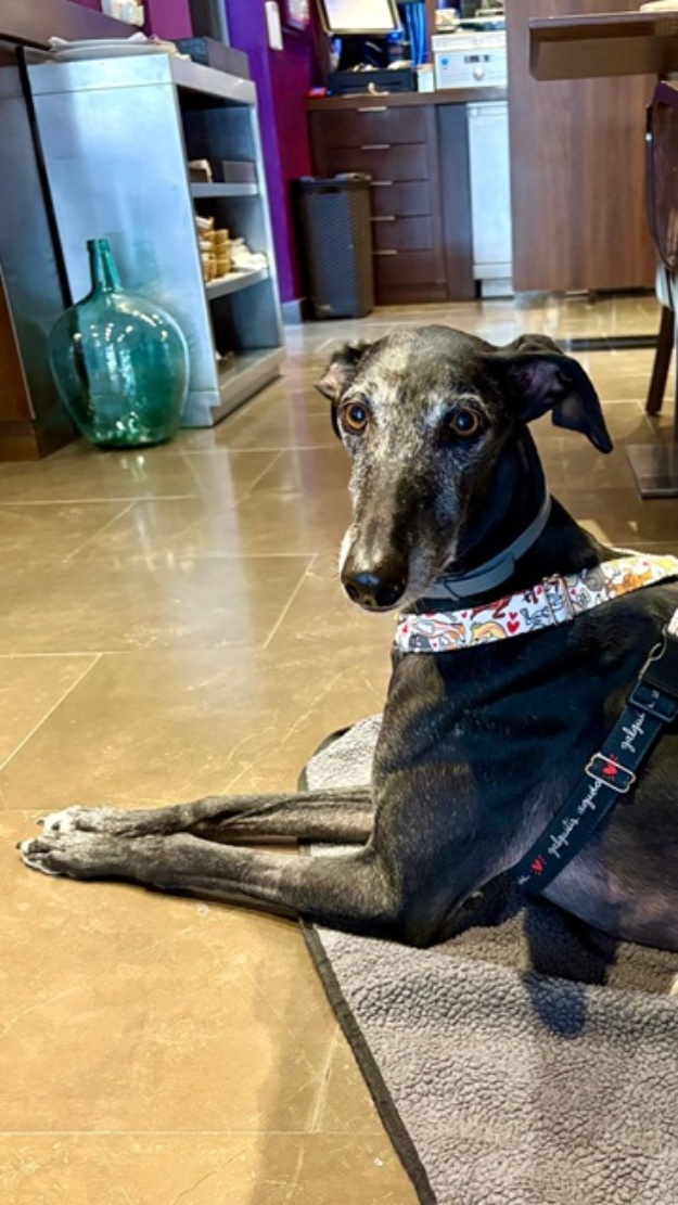 Gos gitat en un restaurant