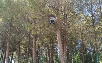 Parany per capturar procesionària al Parc Caní de Cantagallet
